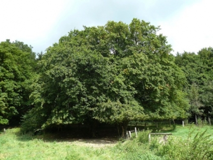 Bild 1 von 2 Hainbuchen auf der Brede